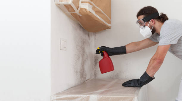 Professional Attic Mold Remediation technician working in Richmond, MI