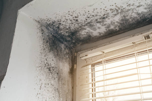 Affordable Attic Mold Remediation solutions in Richmond, MI