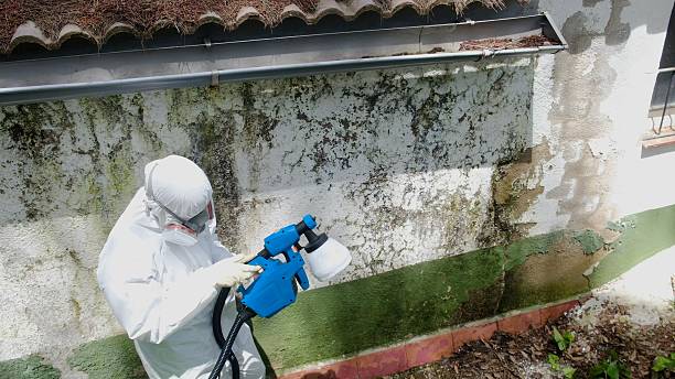 Top rated local Attic Mold Remediation specialists in Richmond, MI